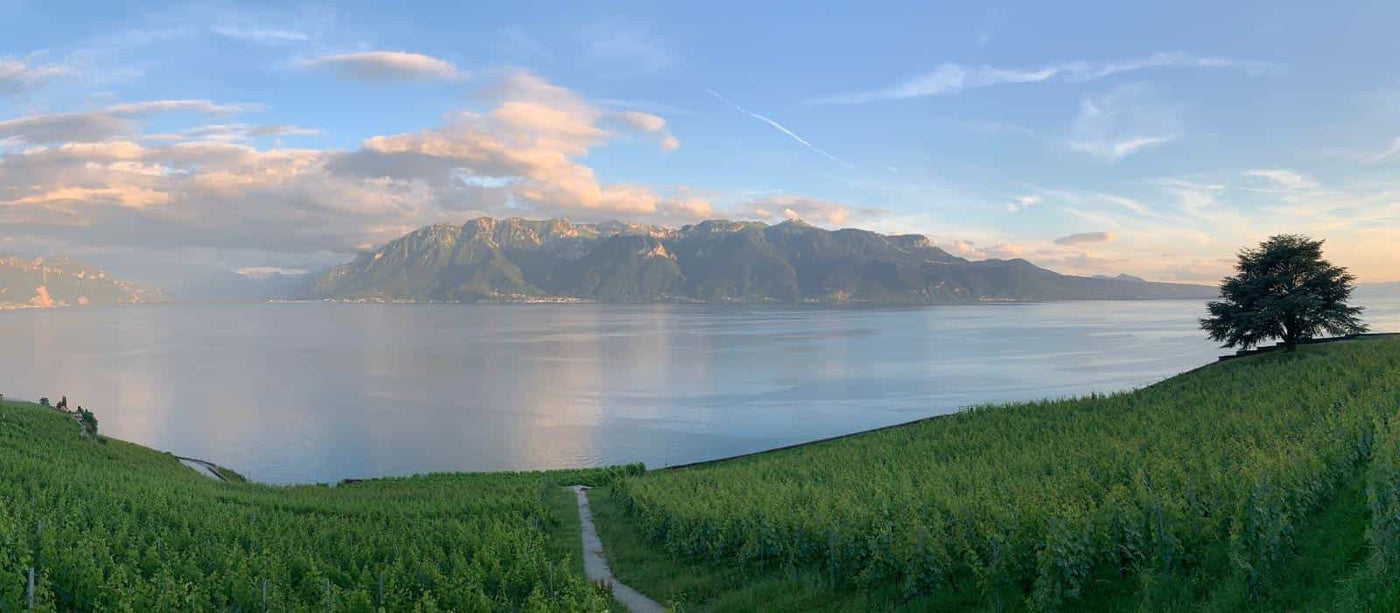 Panoramic view of Lavaux vineyards overlooking Lake Geneva with the Alps in the background, a serene landscape near Biinii Design’s studio in Switzerland